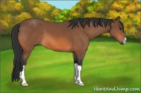 Horse Color:Bay 