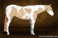 Horse Color:Red Dun Roan Splash Tobiano Frame Rabicano 