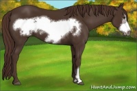 Horse Color:Liver Chestnut Frame 