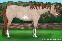 Horse Color:Red Dun Roan Splash Frame Rabicano 