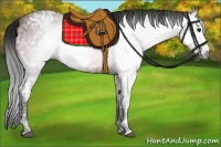 Horse Color:Gray Bay Ice Frame 