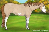 Horse Color:Red Dun Roan Splash Frame Rabicano 