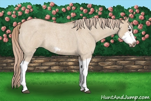 Horse Color: Red Dun Roan Splash Frame Rabicano 