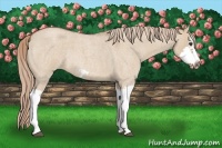 Horse Color:Red Dun Roan Splash Frame Rabicano 