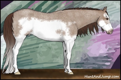 Horse Color: Liver Red Dun Roan Sabino Splash Frame Rabicano 