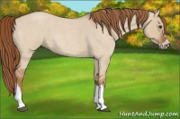 Horse Color:Red Dun Roan Splash Frame Rabicano 