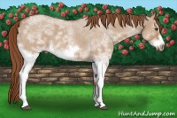 Horse Color:White Spotted Red Dun Roan Splash Frame Rabicano 