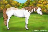 Horse Color:Red Dun Roan Splash Frame Rabicano 