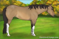 Horse Color:Buckskin Dun 