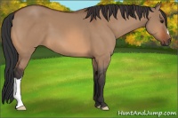 Horse Color:Bay Dun