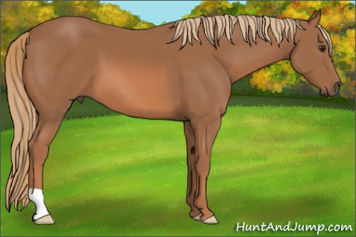 Horse Color: Chestnut 