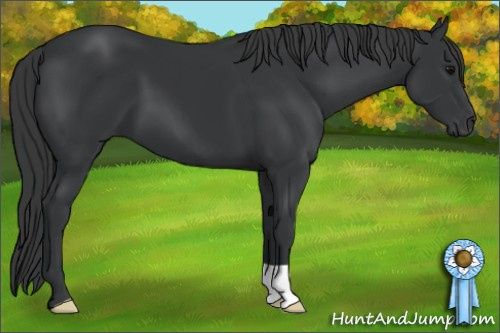 Horse Color: Black 