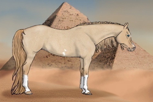 Horse Color:Red Dun Roan Splash Frame Rabicano 