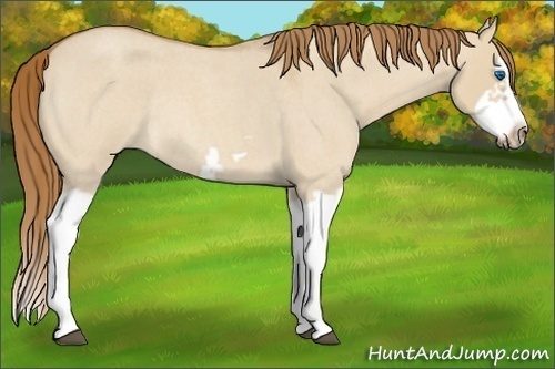 Horse Color:Red Dun Roan Splash Frame Rabicano 