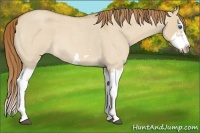 Horse Color:Red Dun Roan Splash Frame Rabicano 