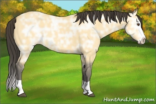 Horse Color:Buckskin Ice Dun Splash 