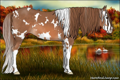 Horse Color: White Spotted Chestnut Splash 