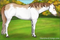 Horse Color:Red Dun Roan Splash Frame Rabicano