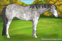 Horse Color:White Spotted Grullo