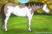 Horse Color:Liver Red Dun Roan Splash Frame Rabicano