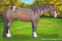 Horse Color:Bay Sabino Appaloosa 