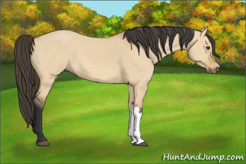 Horse Color: Buckskin Dun 