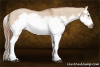 Horse Color:Red Dun Roan Splash Frame Rabicano