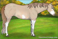 Horse Color:Red Dun Roan Splash Frame Rabicano 