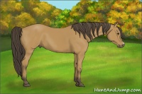 Horse Color:Buckskin 