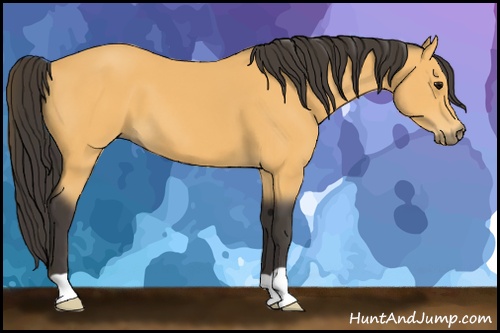 Horse Color: Buckskin 