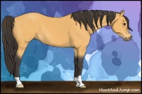 Horse Color:Buckskin 