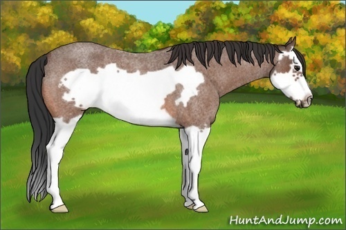 Horse Color:Bay Roan Splash Frame