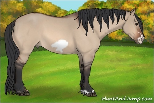 Horse Color:Bay Roan Dun Frame 
