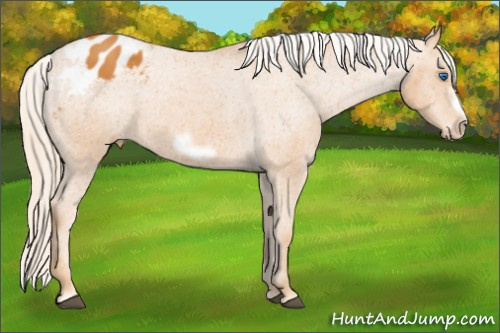 Horse Color: Palomino Frame Blanket 