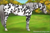 Horse Color:Brown Frame Near Leopard 