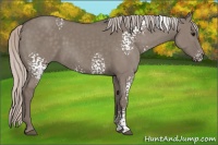 Horse Color:White Spotted Silver Grullo 