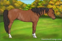 Horse Color:Bay Rabicano 