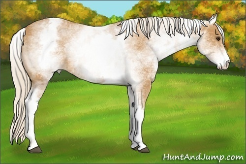 Horse Color:White Spotted Palomino 