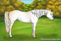Horse Color:Gray Palomino