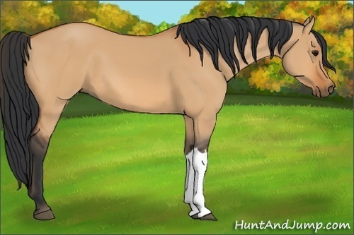 Horse Color:Bay Dun