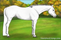 Horse Color:Gray Bay 
