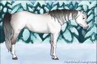 Horse Color:Gray Bay 