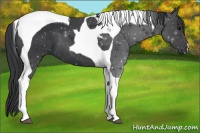 Horse Color:Black Tobiano 