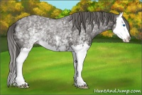 Horse Color:White Spotted Smoky Black Splash 