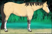 Horse Color:White Spotted Buckskin 