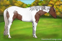 Horse Color:Silver Bay Tobiano 