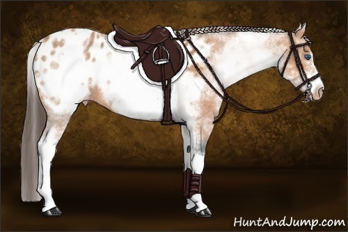 Horse Color:White Spotted Bay Roan Splash Frame Appaloosa 