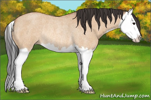 Horse Color: Bay Roan Dun Splash Rabicano 