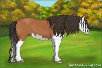 Horse Color:Bay Splash 