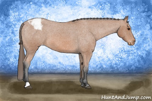 Horse Color: Bay Roan Snowcap 